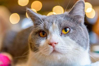 《街头霸王6》吉米超杀痛揍春丽表情痛苦